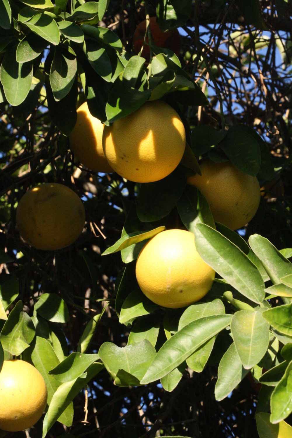            Fruit (Riverside, CA)   